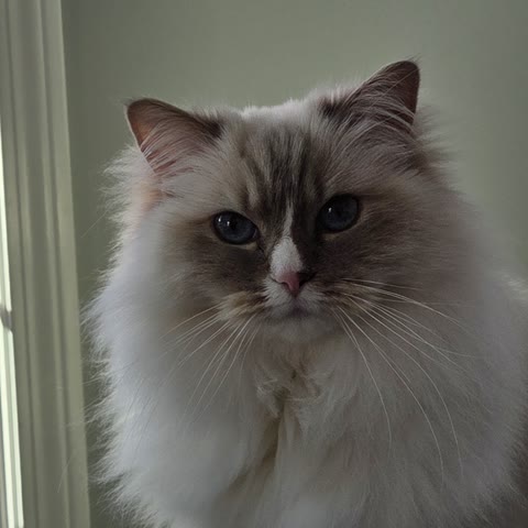 Coco, a fluffy Ragdoll cat, looking straight at the camera